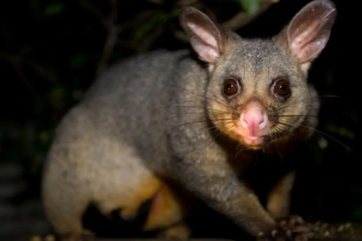 Possum Removal