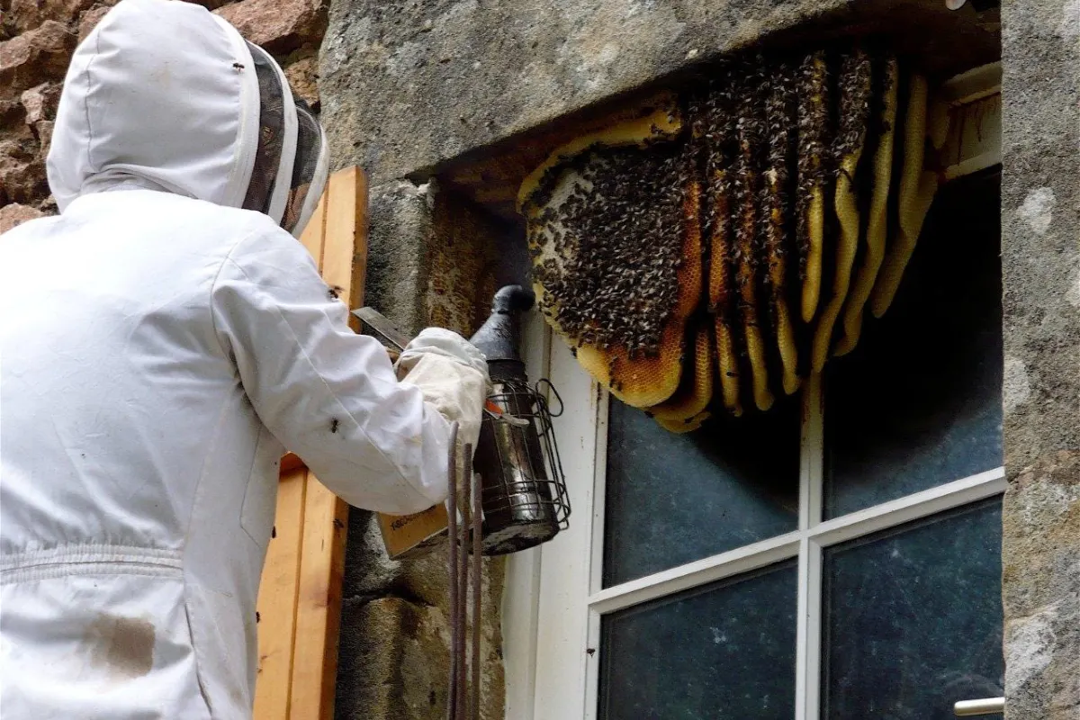 Bee Nest Removal