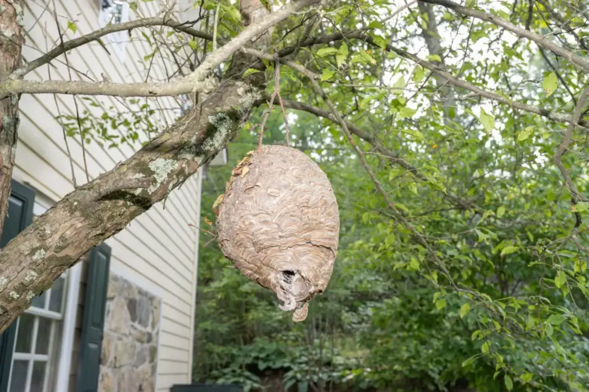 Wasp Nest Removal